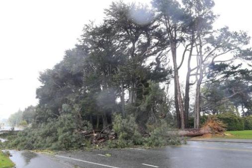 Fallen tree